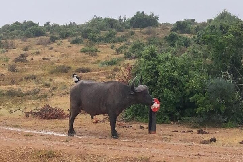 Addo Elephant Park with Big Five Safaris