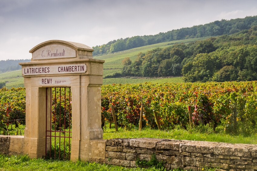Dijon Wine Tours : Côte de Beaune Half-day 