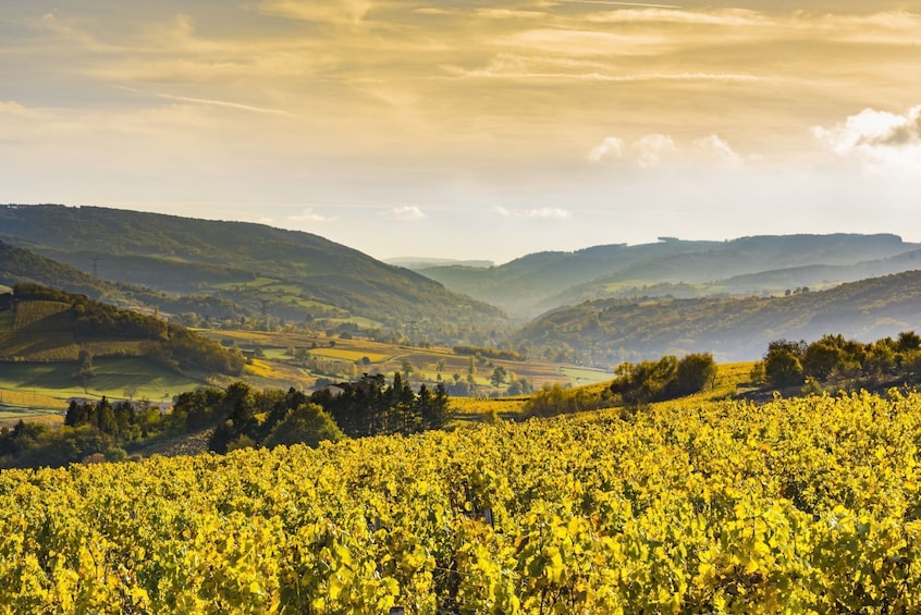Burgundy Villages & Wine Tour