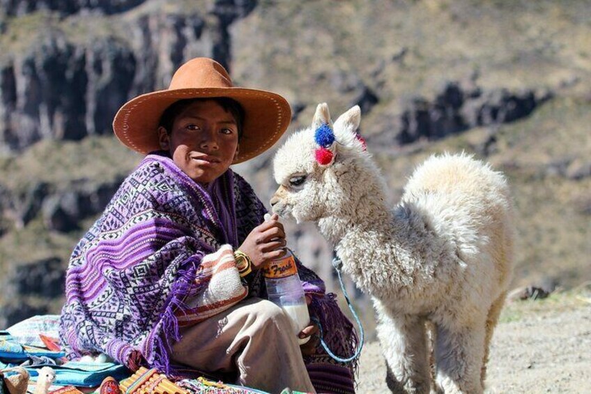 Full Day Colca Canyon