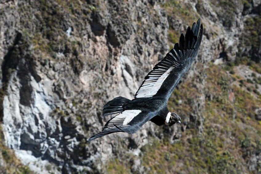Full Day Colca Canyon