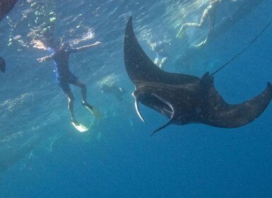 Nusapenida Snorkelling and Land Tour