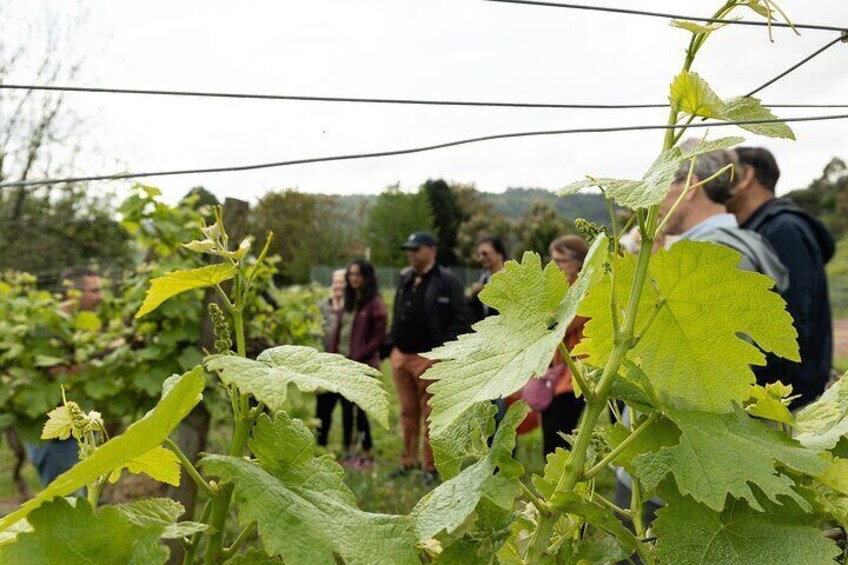 Authentic Green Wines from Quinta de Lourosa