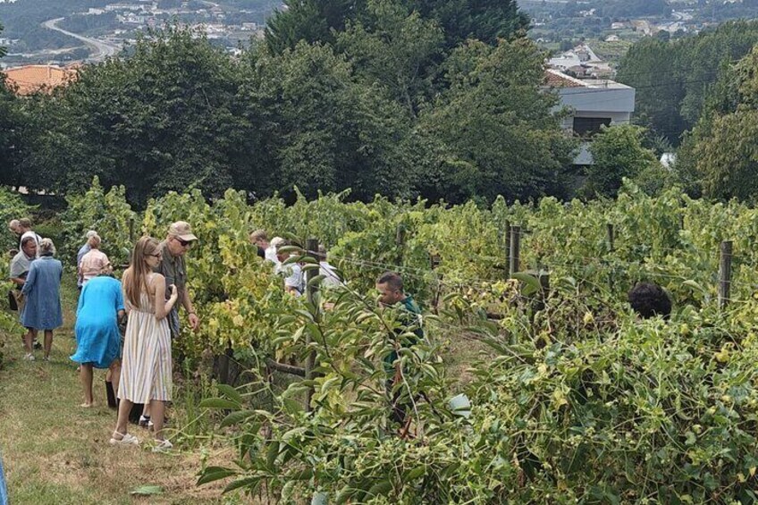 Authentic Green Wines from Quinta de Lourosa
