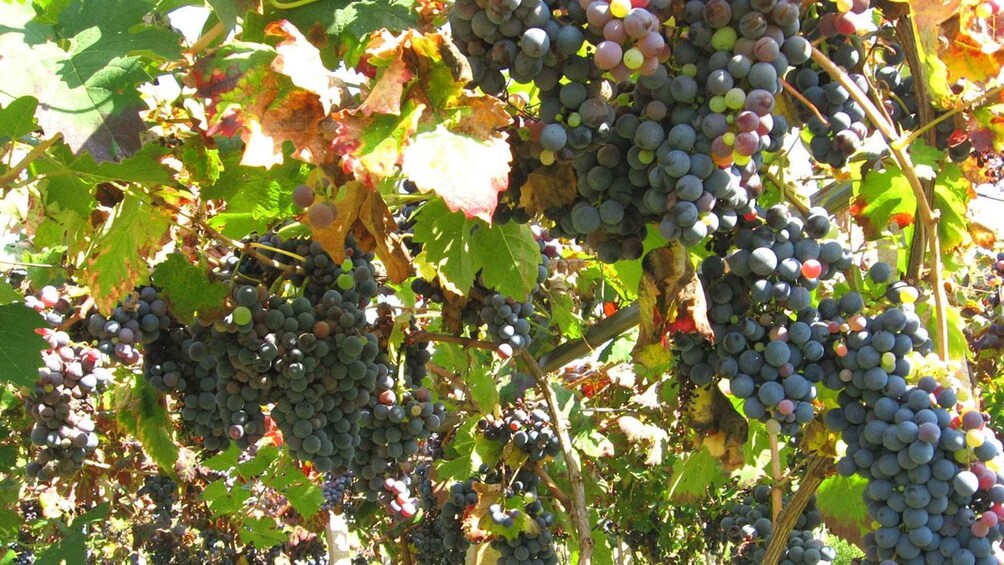 Picture 13 for Activity Trani Wine Tours: Flavors of Puglia