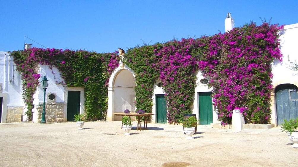 Picture 1 for Activity Trani Wine Tours: Flavors of Puglia