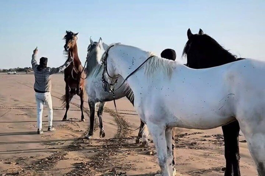 Transformative Horseback Ride Tour through the Soul of Essaouira