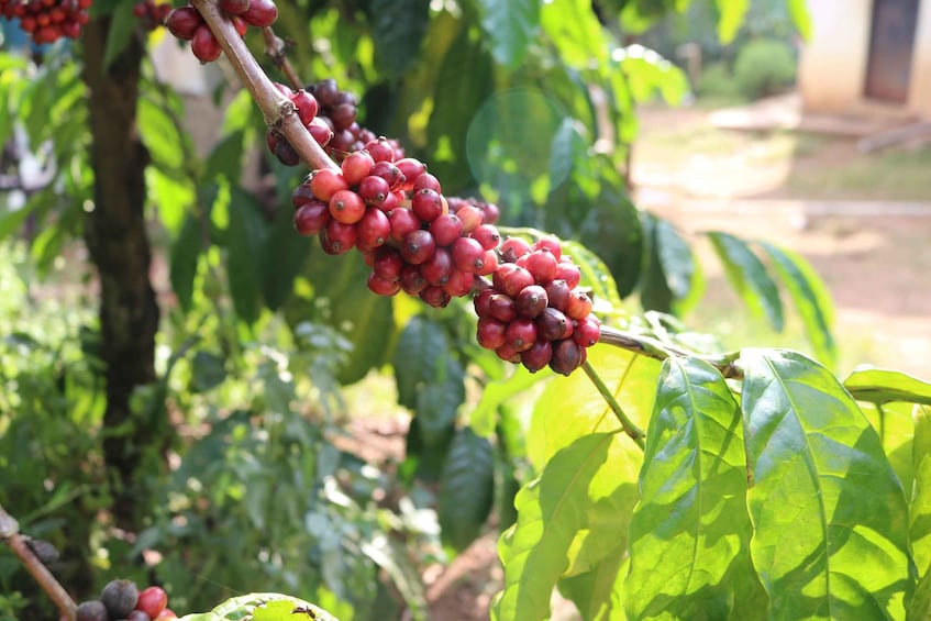 Coorg: Mercara Gold Estate Coffee/Spice Farm and Museum Tour