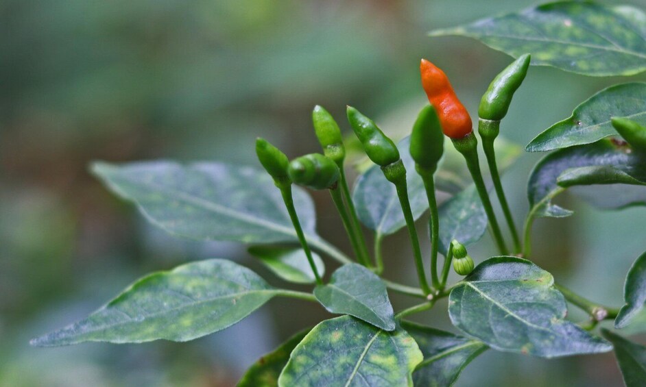 Picture 8 for Activity Coorg: Mercara Gold Estate Coffee/Spice Farm and Museum Tour