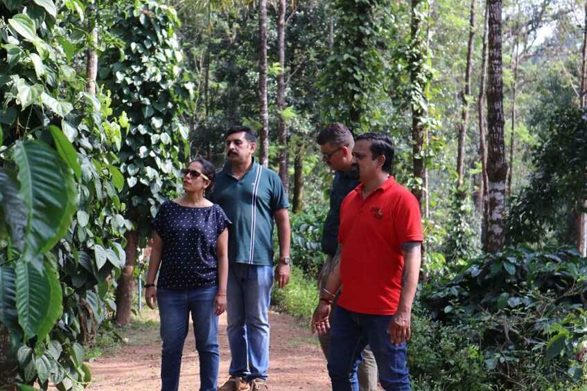 Picture 5 for Activity Coorg: Mercara Gold Estate Coffee/Spice Farm and Museum Tour