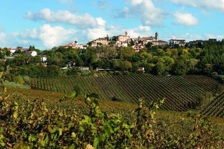 Vicari Vini