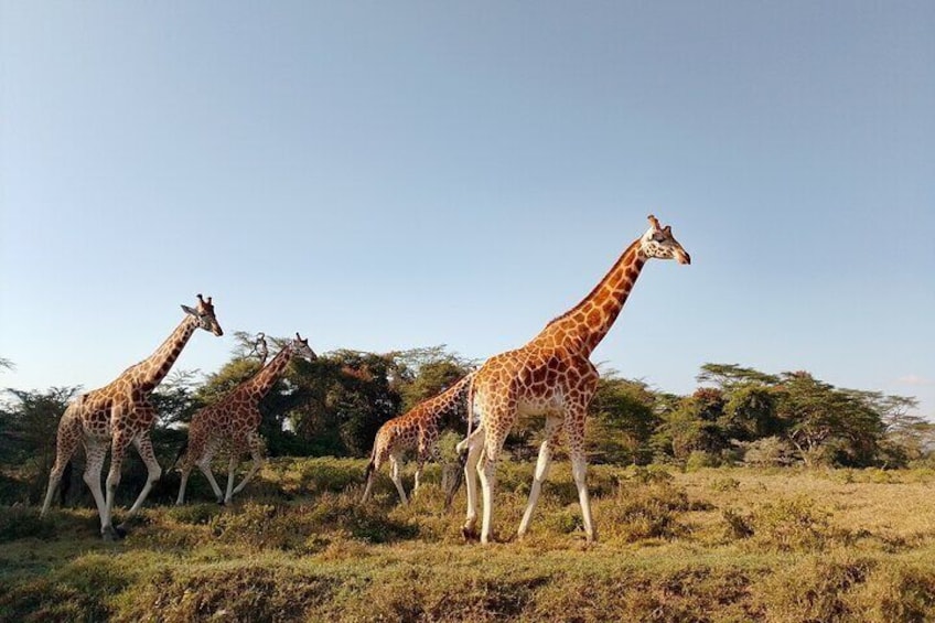 3 Days Meru National Park Experience 