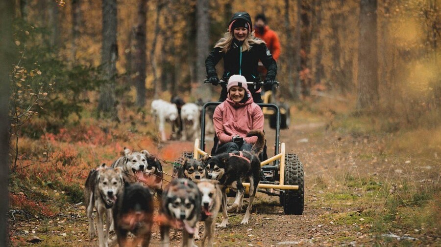 Levi: Husky cart tour
