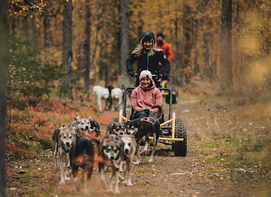 Levi: Husky cart tour- Midnight Sun & Autumn Northern Lights
