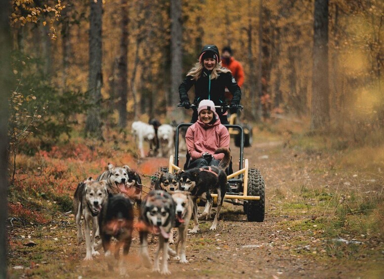 Levi: Husky cart tour