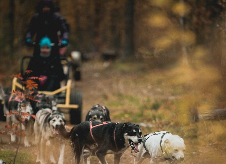 Picture 1 for Activity Levi: Husky cart tour