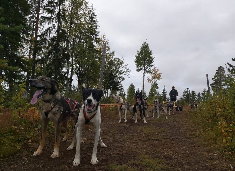 Picture 2 for Activity Levi: Husky cart tour
