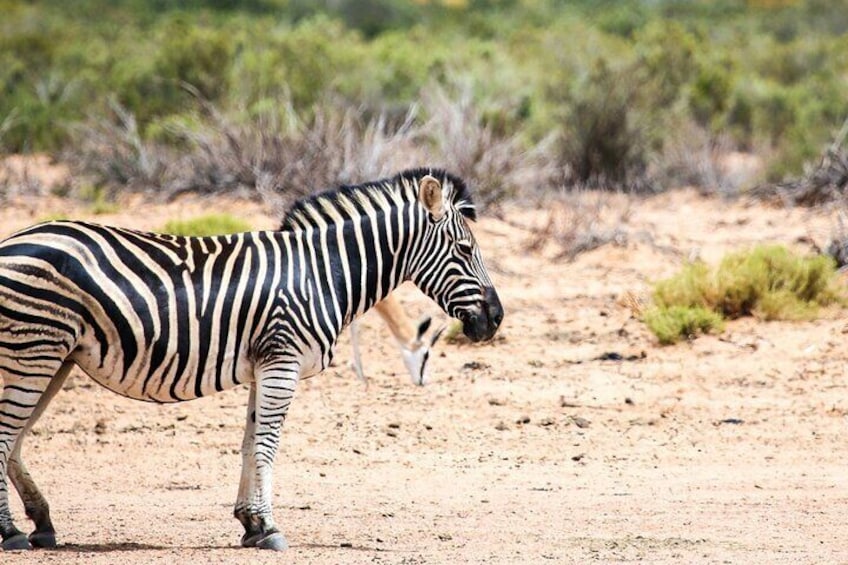 Touws River Cape Town Jeep Tour