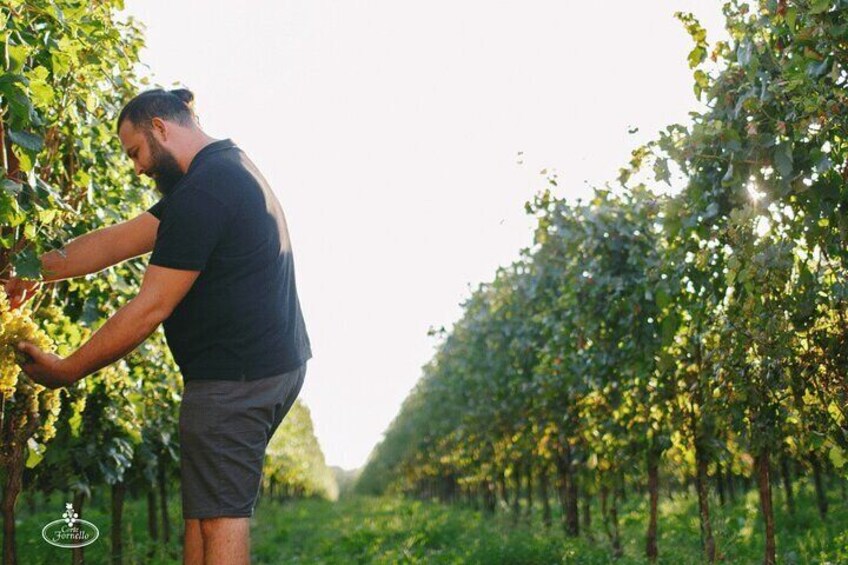 The Soul of the Territory in 5 Wines and Winery Tour in Valeggio