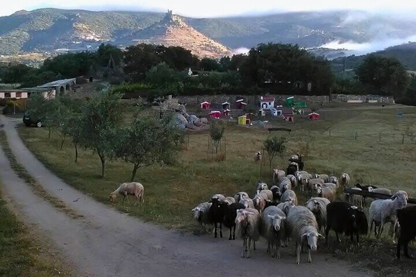 Burgos: Sardinian Pecorino Cheese Workshop