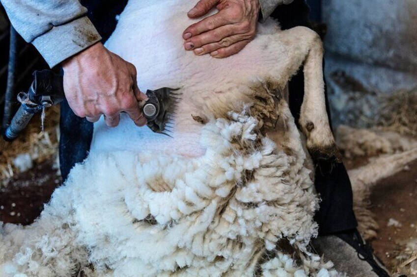 Burgos Sheep Shearing Experience