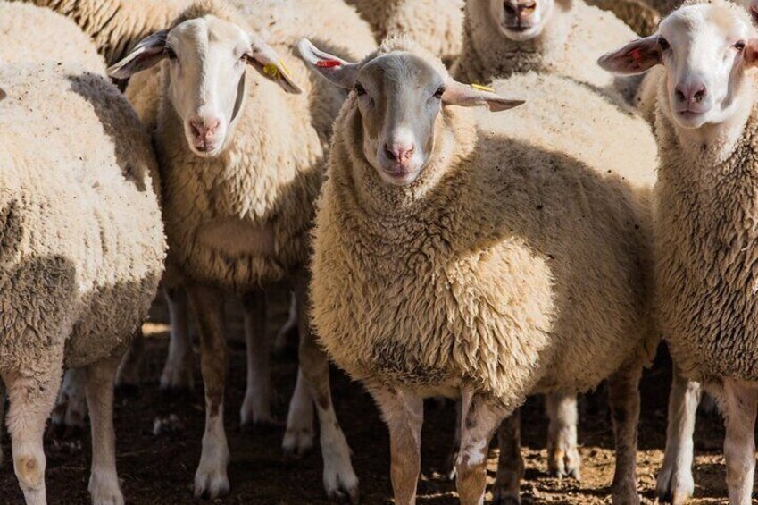Burgos Sheep Shearing Experience