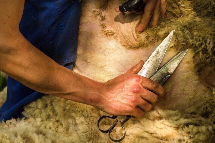 Burgos Sheep Shearing Experience