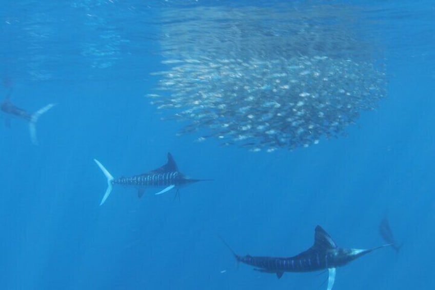 Marlins having lunch