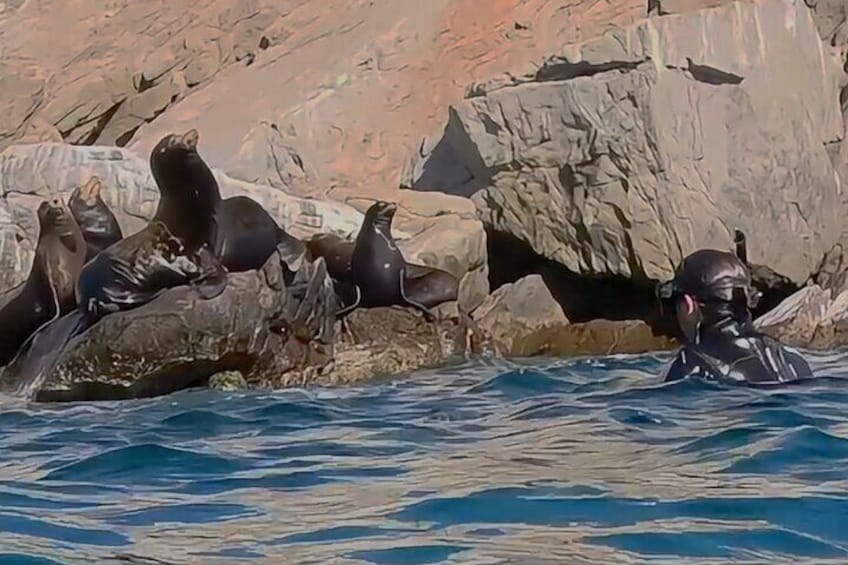 Sea Lions