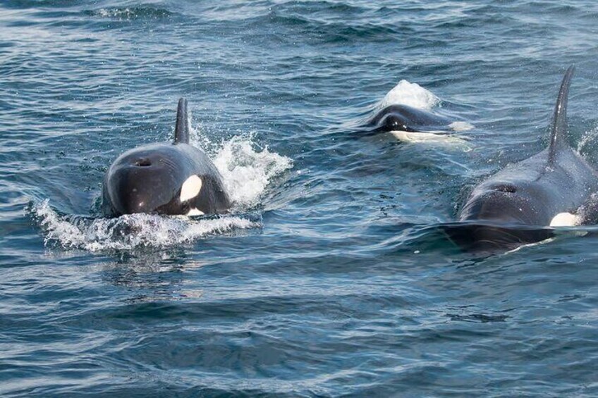 Ocean Safari in La Ventana BCS