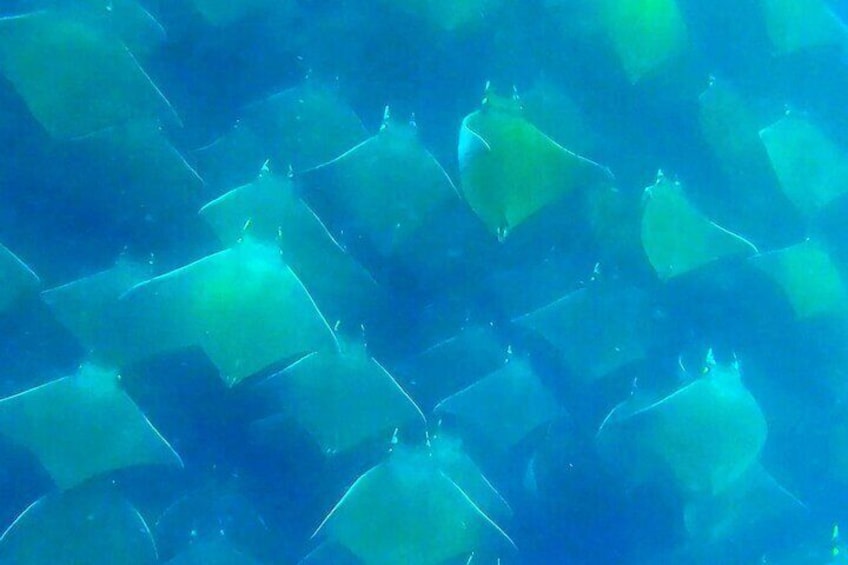 Mobula migration