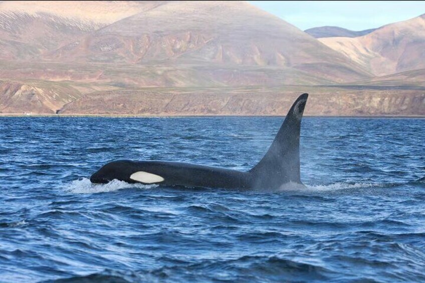 Ocean Safari in La Ventana BCS