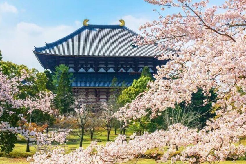 Osaka Nara, Todaiji, Uji Matcha, and Hot Spring Tour