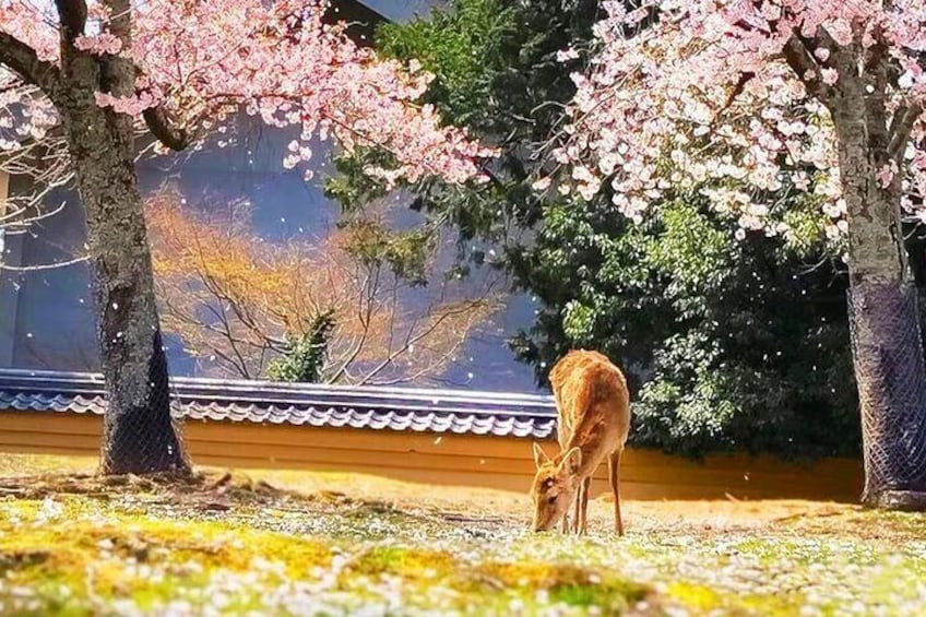 Osaka Nara, Todaiji, Uji Matcha, and Hot Spring Tour