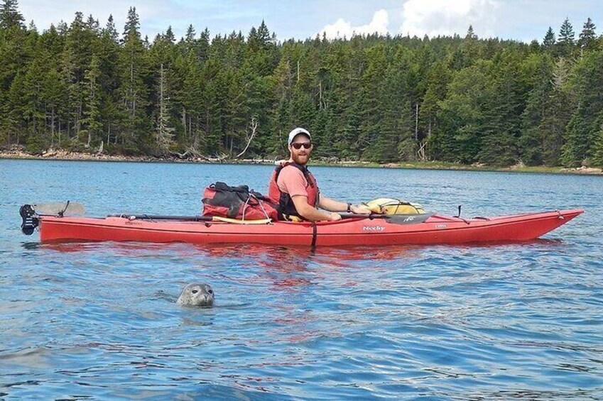Aqua Safari Kayak tour departing Southwest Harbor