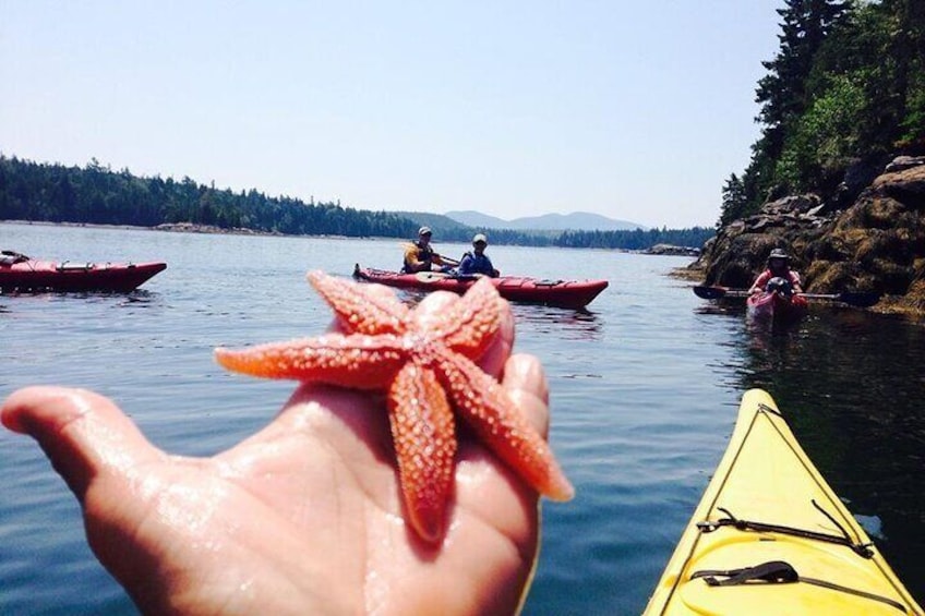 Aqua Safari Kayak tour departing Southwest Harbor