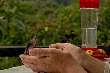 Middle of the World, Hummingbirds with Coffee Experience