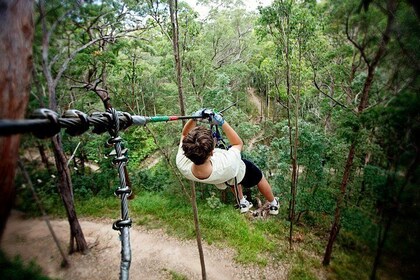 Tamborine Mountain TreeTop Challenge Adventure Park