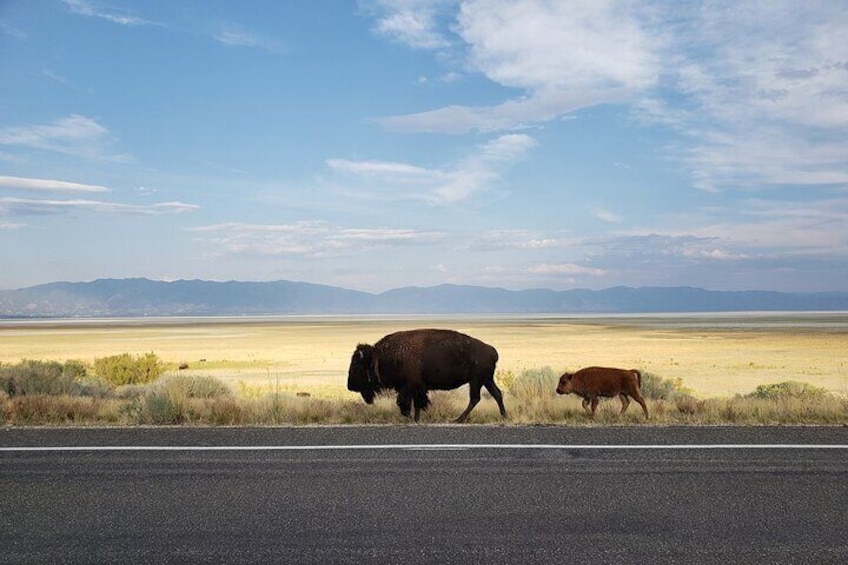 Mother and calf along roadside with beautiful mountain backdrop