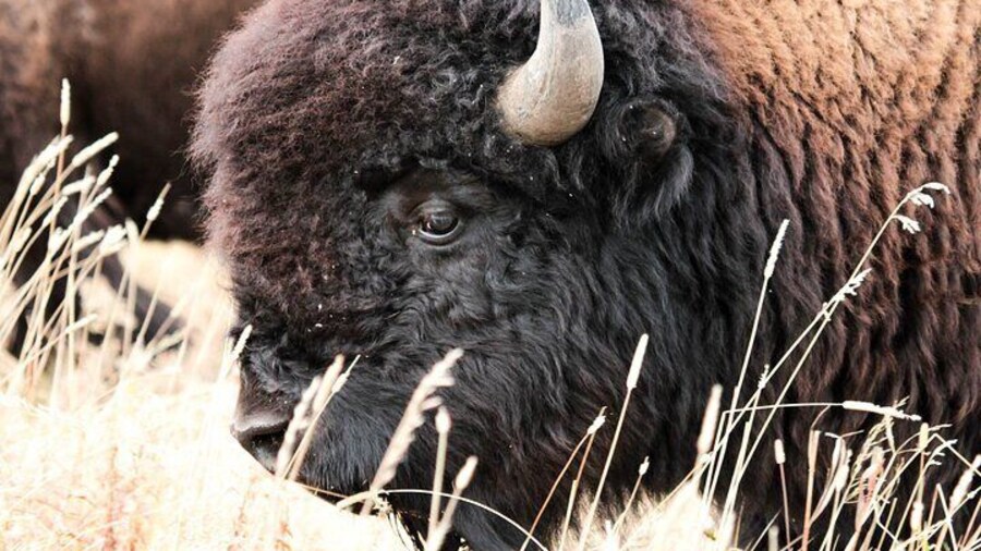 Bison in tall grass