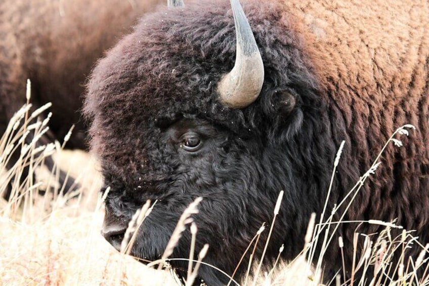 Bison in tall grass