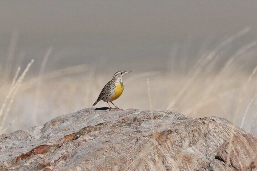 Great Salt Lake Safari - Discover Antelope Island