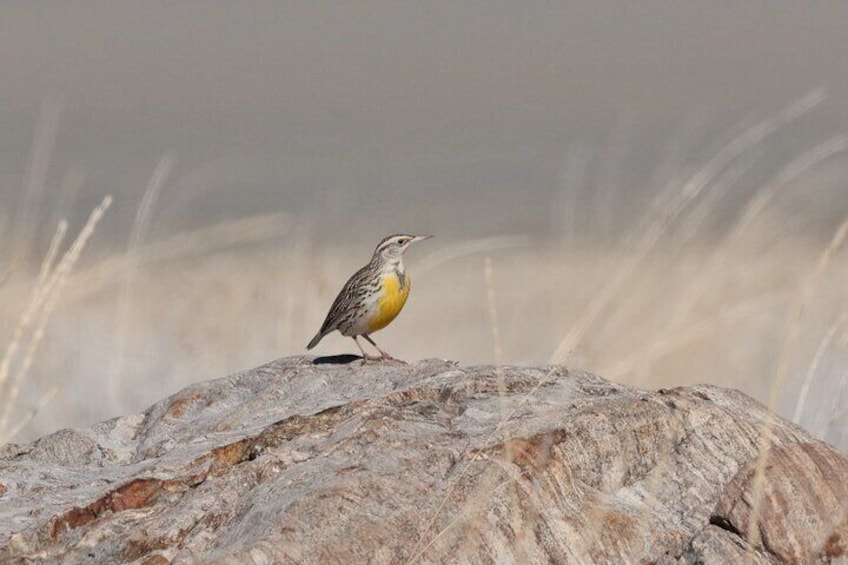 Great Salt Lake Safari - Discover Antelope Island
