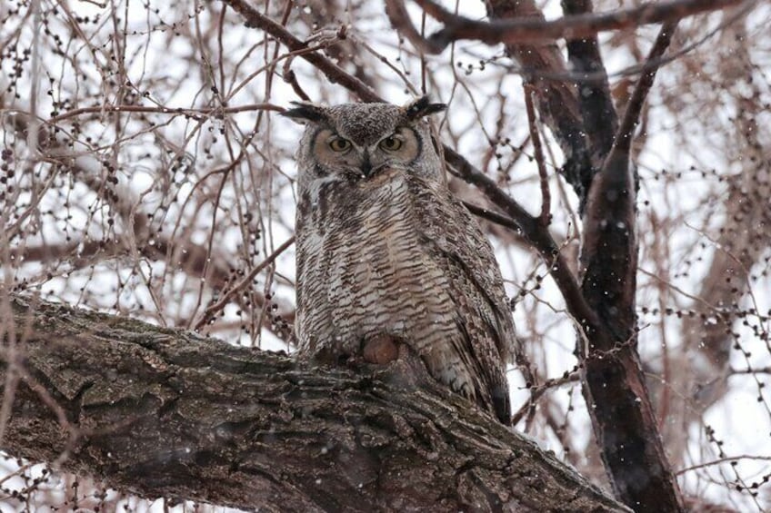 Great-horned owl