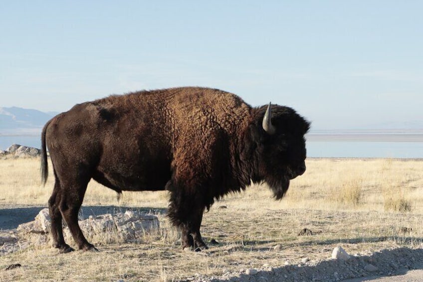 Great Salt Lake Safari and Discover a Antelope Island Experience