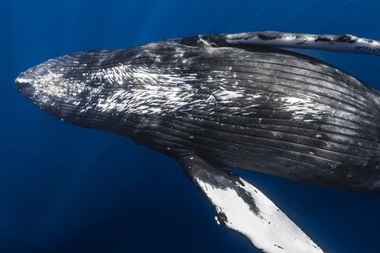 Avistamiento de ballenas en Kona Hawaii