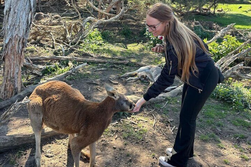 Hand feed Kangaroos