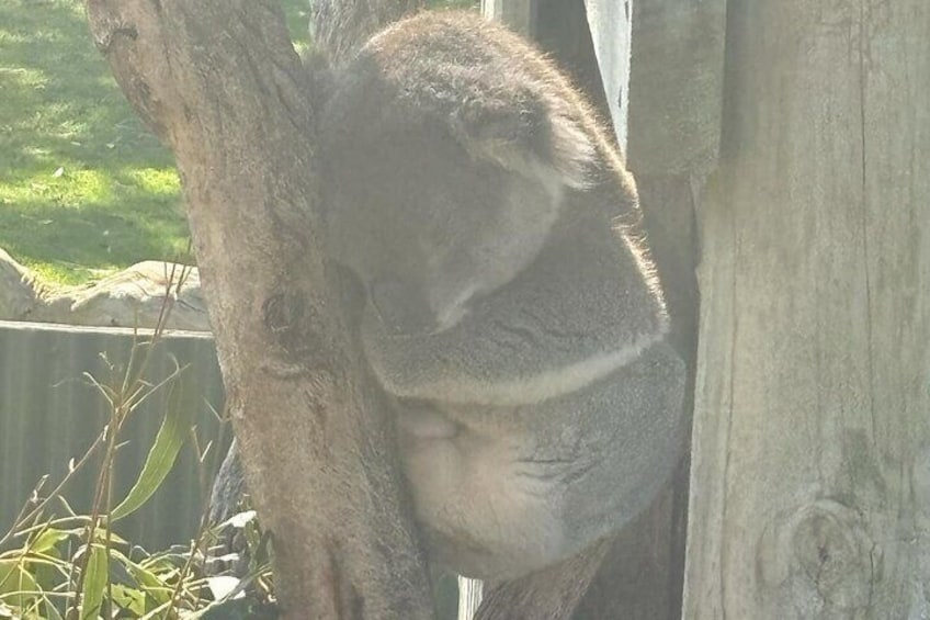 See Koalas