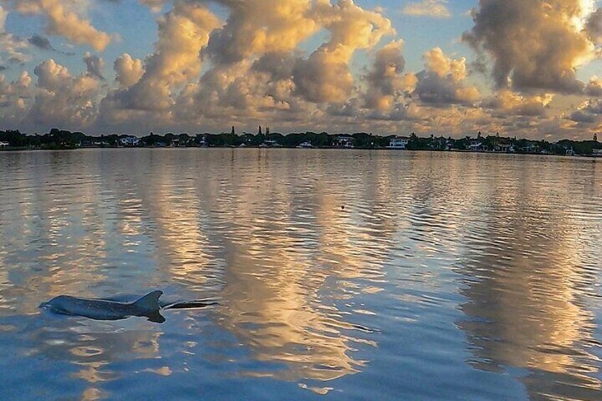 Dolphins passing by at sunrise 