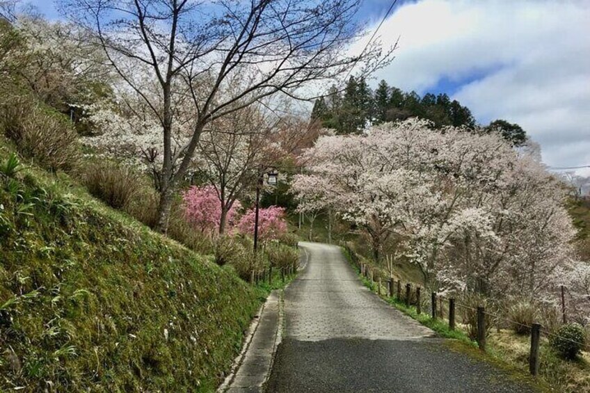 Private Guided Day Trip to Yoshino, Japanese Mountain